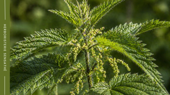Représentation d'une plante de la famille des urticaceae (Urticacées) - Herboristerie Sensathé